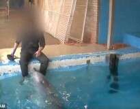 Funcionário é filmado realizando ato íntimo com golfinho e se defende dizendo que não estava fazendo nada ilegal