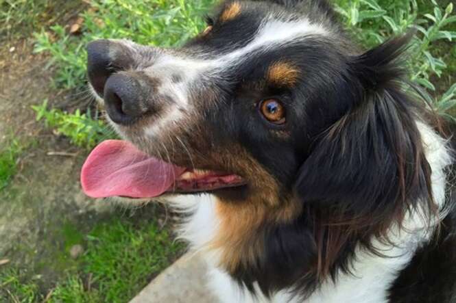 Cão abandonado por ter dois narizes é resgatado por amante de animais