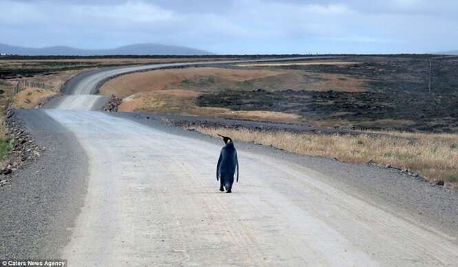 Pinguim se perde de sua colônia e tenta pegar carona de volta para casa em estrada nas Malvinas