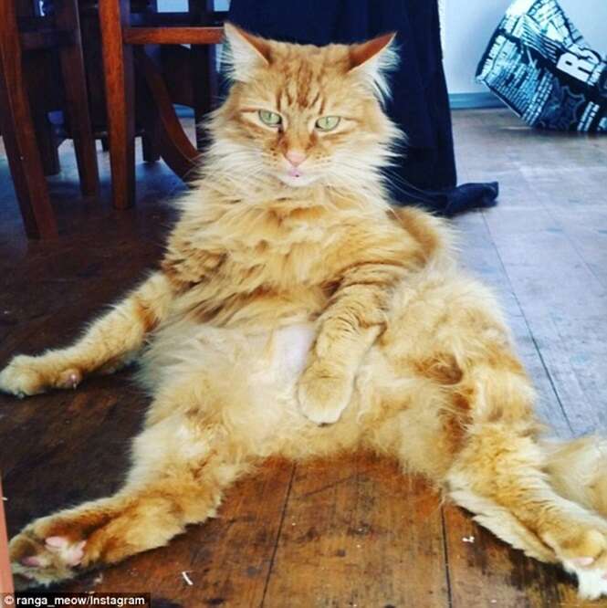 Nova mania na web: postar fotos bizarras de gatos sentados