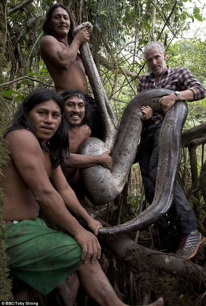 Vídeo flagra maior cobra do mundo capturada à mão na selva amazônica