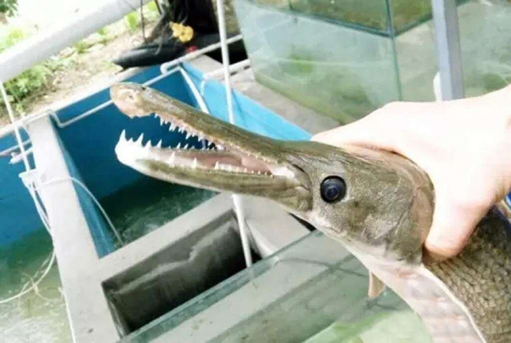 Pescador fica intrigado após capturar criatura bizarra no mar