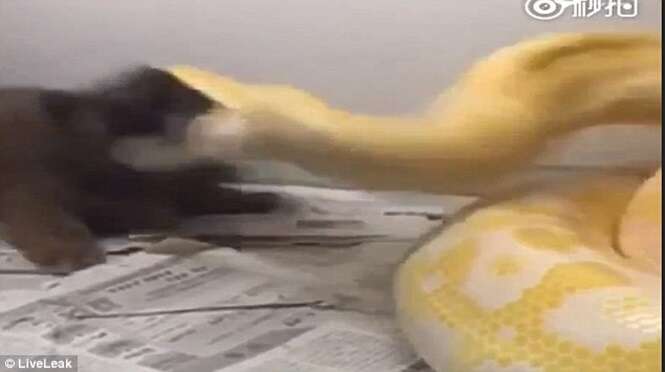 Vídeo chocante mostra momento em que cobra ataca cachorro poodle