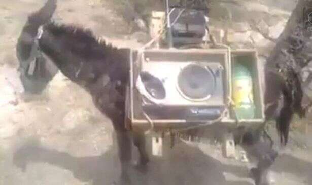 Vídeo de burro desnutrido sendo usado para transportar equipamento de som pesado revolta internautas