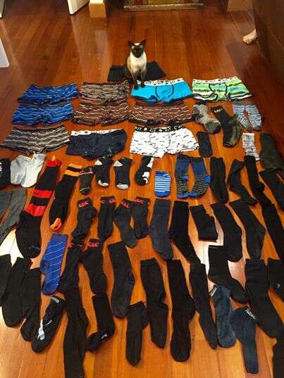 Gato obcecado por roupa íntima masculina rouba mais de 60 peças em menos de dois meses