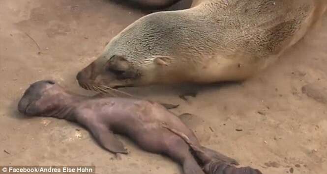 Vídeo mostra momento em que fêmea de leão-marinho chora a morte de seu filhote