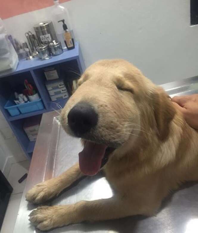 Cão fica constantemente sorridente após ser picado na cara por vespa