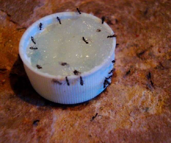 Aprenda como exterminar formigas de casa de uma vez por todas