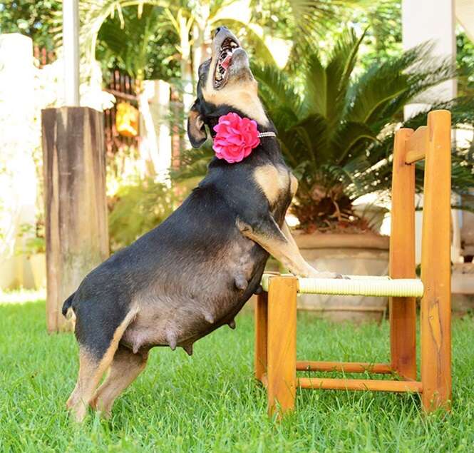 Cadela grávida faz sucesso com sessão de fotos de sua gestação