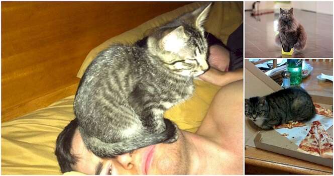 Fotos provando que os gatos gostam de ficar nos locais mais improváveis
