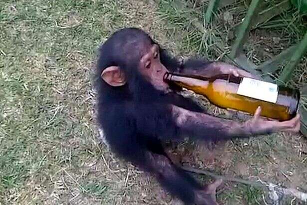 Vídeo chocante mostra chimpanzé viciado em cerveja tendo acesso de fúria