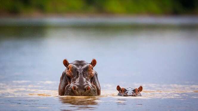 Foto: Will Burrard-Lucas/NPL 