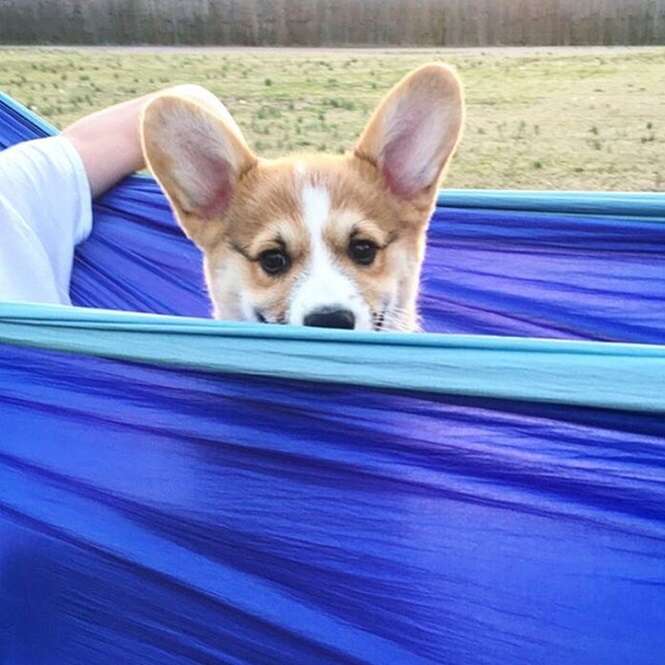 Imagens que vão fazer você se encantar por cães da raça Welsh Corgi