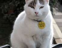 Gato com obesidade mórbida é forçado a usar coleira com frase: “Por favor, não me alimente”