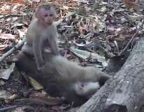 Vídeo comovente mostra momento em que filhote de macaco se agarra ao corpo da mãe morta atropelada por moto