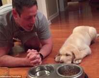 Vídeo de cão orando antes de comer sua refeição faz enorme sucesso na web