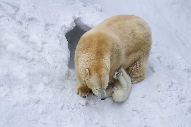 Foto: BoredPanda