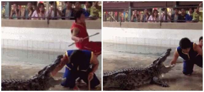 Homem cai em piscina cheia de crocodilos após caminhar na borda durante exibição em zoológico