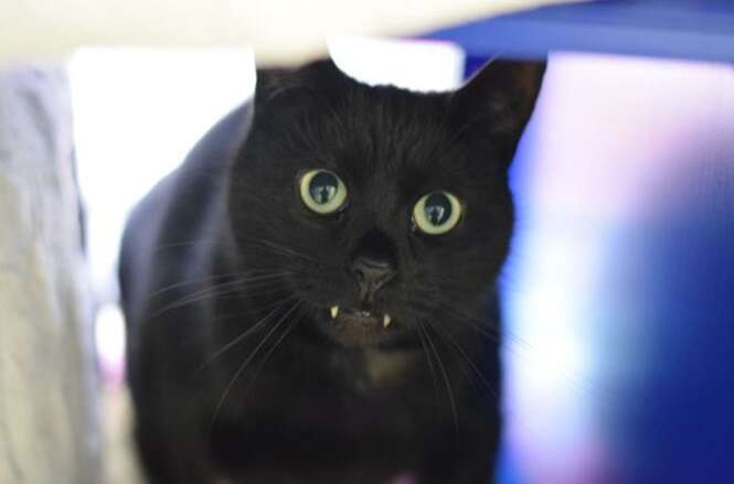 Foto: Battersea Dogs & Cats Home