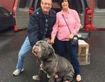 Cão quase é sacrificado por ter aparência considerada assustadora