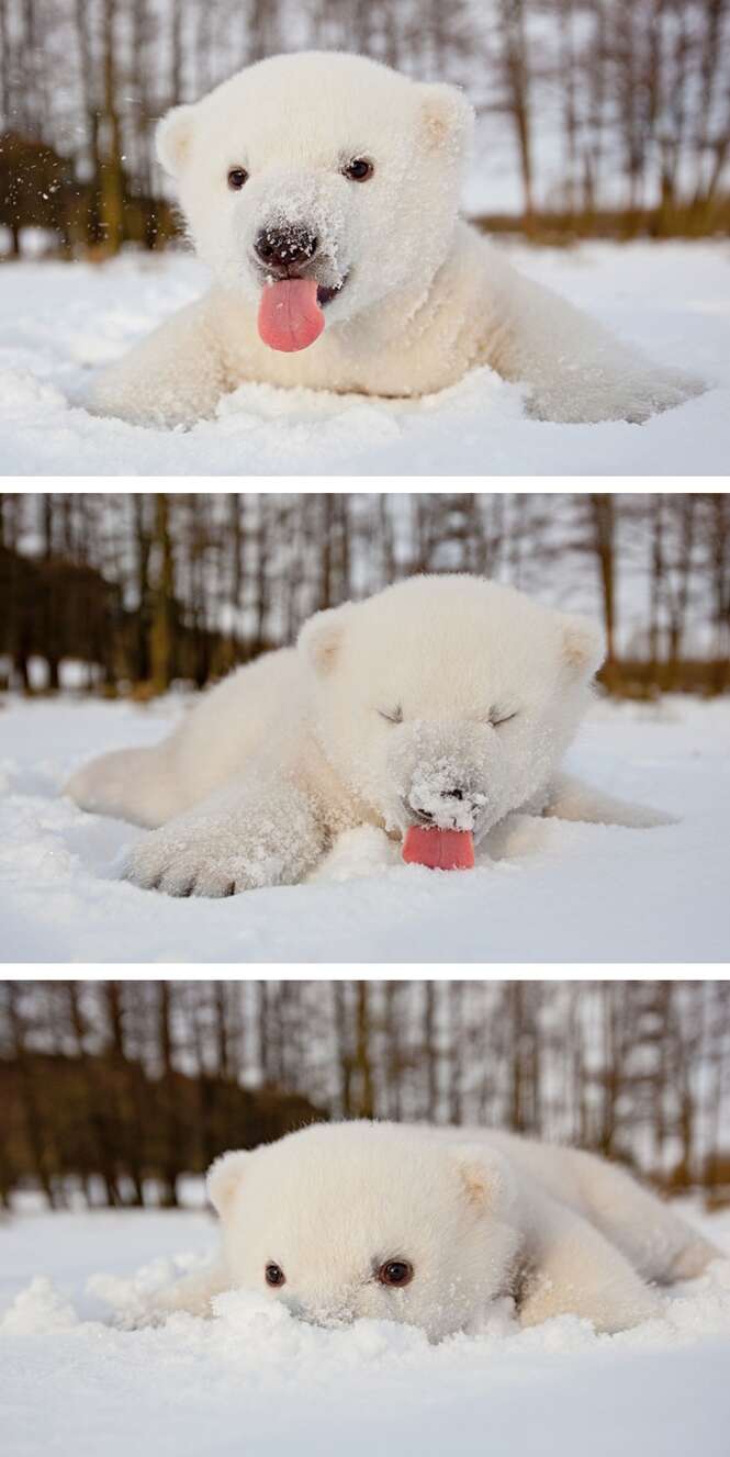 Imagens encantadoras de filhotes de ursos polares