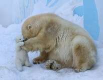 Mamãe ursa é fotografada brincando com seu bebê pela primeira vez na neve