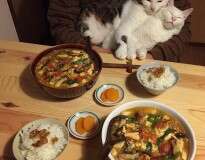 Casal de gatinhos é fotografado em belos momentos na mesa de jantar