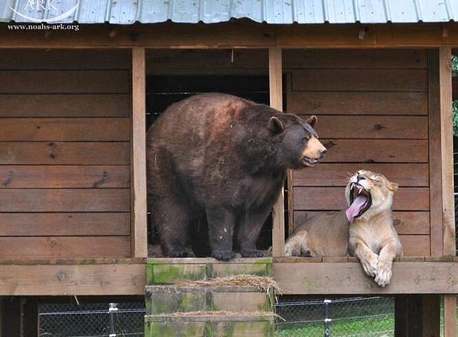 Foto: BoredPanda