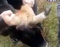 Vaca se torna atração após nascer com três chifres, um deles no meio da testa