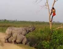 Vídeo flagra momento assustador em que homem se refugia em árvore para não ser pego por rinoceronte que o perseguia