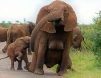 Elefante fêmea surpreende fotógrafa por causa de seus “enormes seios”