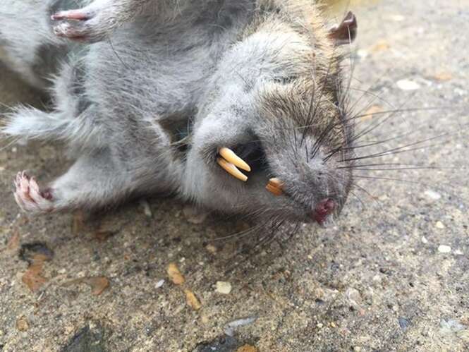 Rato gigantesco é capturado na Inglaterra