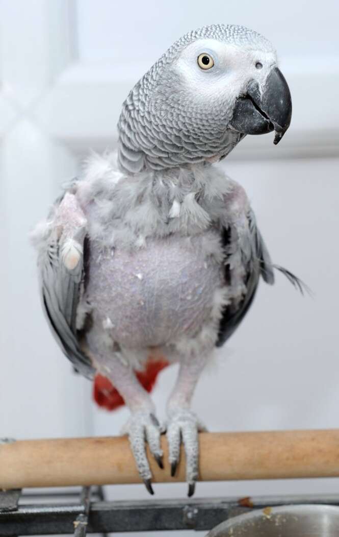 Papagaio-cinzento perdido volta para casa após “pegar” um táxi