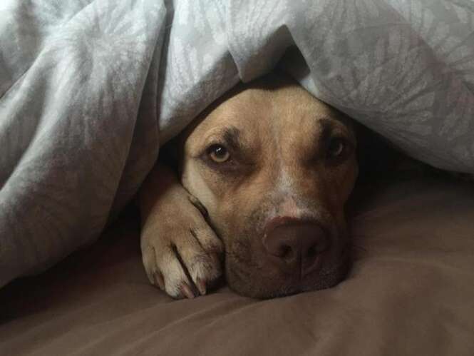 Cão aterrorizado após ser abandonado por donos passa dois dias encolhido na gaiola