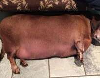 Cão salsicha obeso que mal conseguia se mover muda de vida e perde mais da metade de seu peso