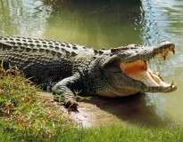 Crocodilo morde pé de jovem que acampava próximo à rio e o arrasta tentando devorá-lo dentro d’água