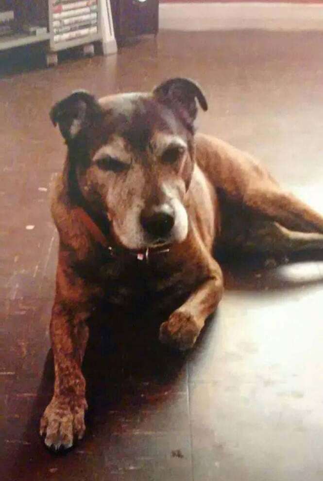 Donos de cão falecido filmam momento que fantasma do animal caminha pela cozinha de casa