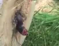 Vídeo: carpinteiro fica chocado ao cortar árvore e notar que decepou cobra viva que estava dentro do tronco
