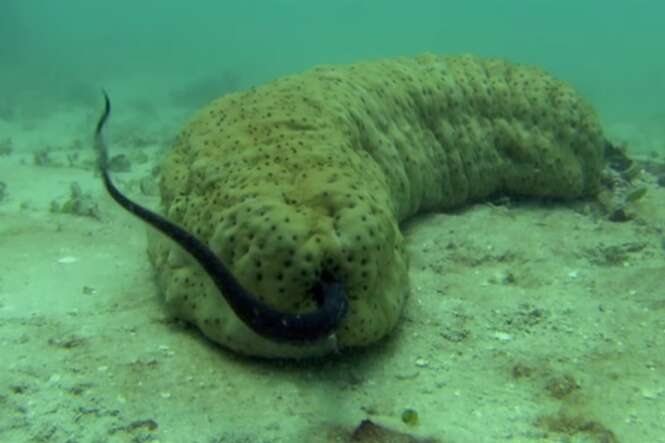 Estranha criatura do mar que aparentemente esconde mistério vai te surpreender