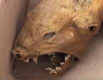 Suposto lendário chupa-cabra é encontrado morto na Ucrânia