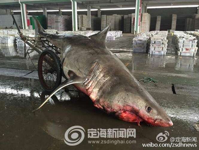 Pescador captura “acidentalmente” tubarão gigante de meia tonelada