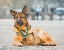 Cão corajoso que perdeu uma perna enquanto servia exército no Afeganistão recebe medalha de honra