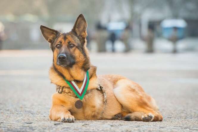 Cão corajoso que perdeu uma perna enquanto servia exército recebe medalha de honra