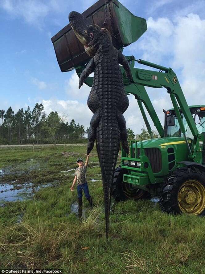 Jacaré gigante que comia criação em fazenda é morto