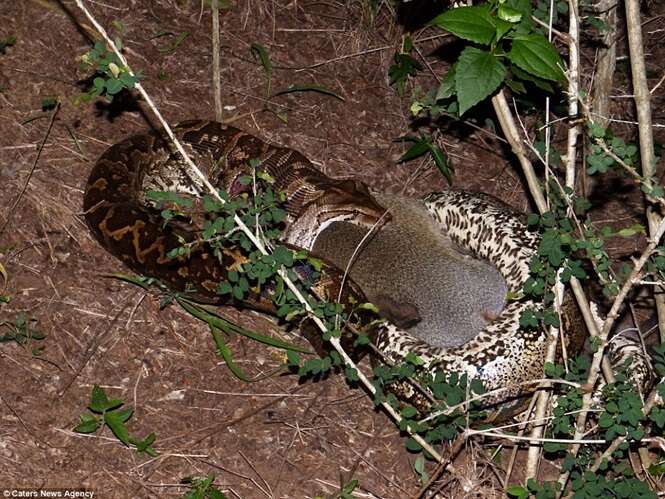 Cobra píton devora macaco antes de levá-lo para o mato