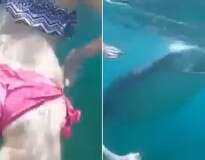 Vídeo: jovem mulher fica desesperada ao encontrar enorme tubarão enquanto nadava nas Filipinas
