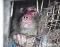 Vídeo: Macaco é resgatado após passar 25 anos preso em gaiola minúscula e cheia de ratos