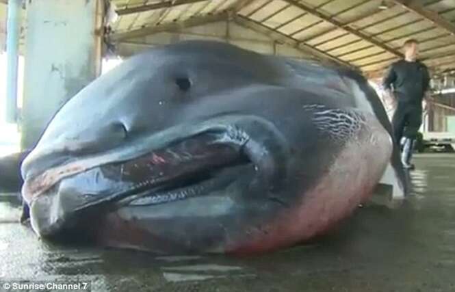 Pescadores capturam tubarão raro de boca gigante no Japão