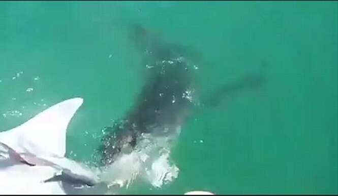 Tubarão leopardo sendo devorado por enorme tubarão branco