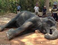 Elefante morre após carregar turistas em meio a um calor de mais de 40 graus